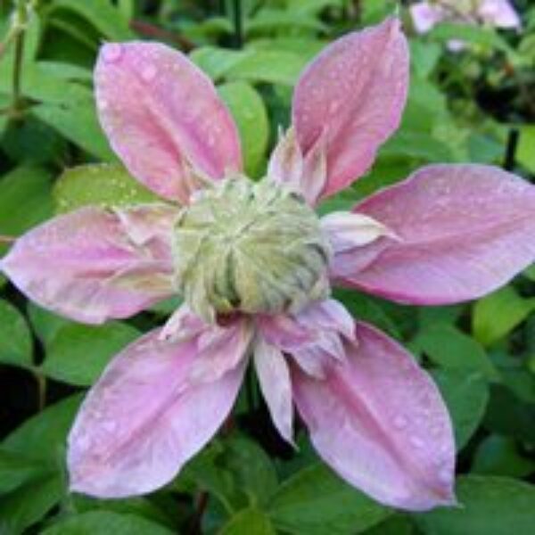 Clematis Josephine™ evijohill