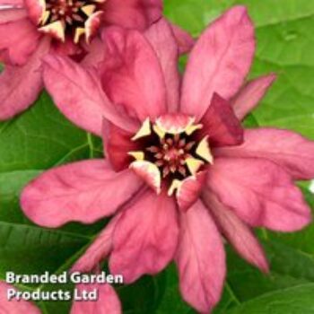 Calycanthus x raulstonii 'Hartlage Wine'