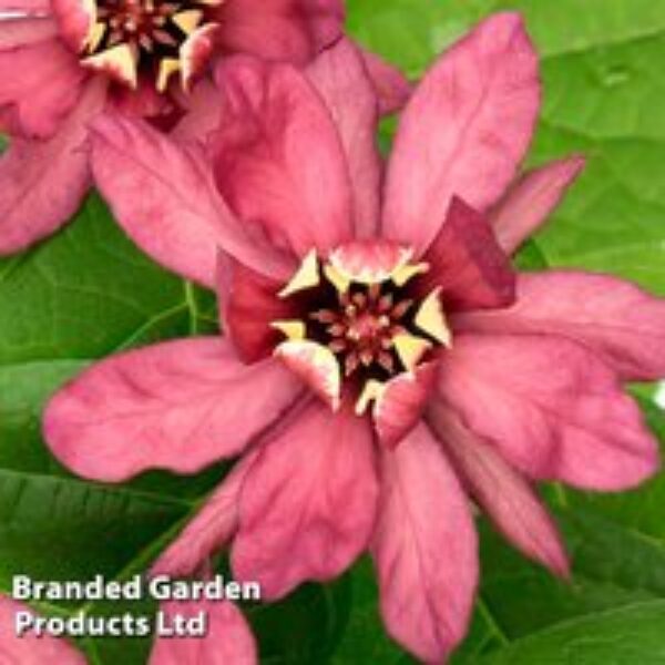 Calycanthus x raulstonii 'Hartlage Wine'