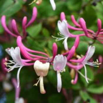 Honeysuckle 'Belgica'