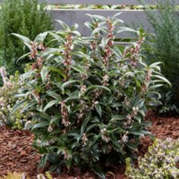 Sarcococca hookeriana 'Winter Gem'