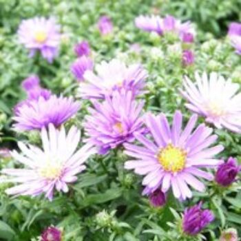 Aster dumosus 'Samoa'