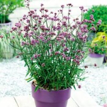 Verbena bonariensis 'Lollipop'