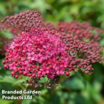 Spiraea japonica 'Genpei'