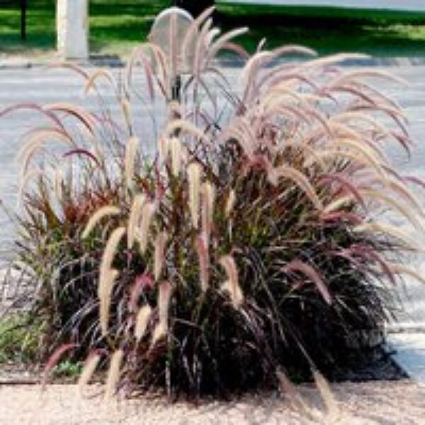 Pennisetum 'Rubrum'