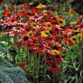 Echinacea 'Cheyenne Spirit'