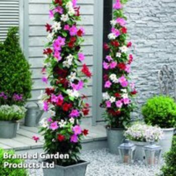 Mandevilla sanderi 'Bloom Bells®' Trio