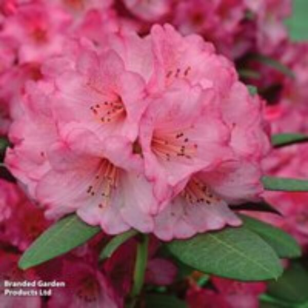 Rhododendron 'Wine and Roses'