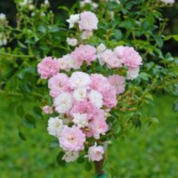 Rose 'The Fairy' (Polyantha)