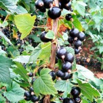 Blackcurrant 'Big Ben'