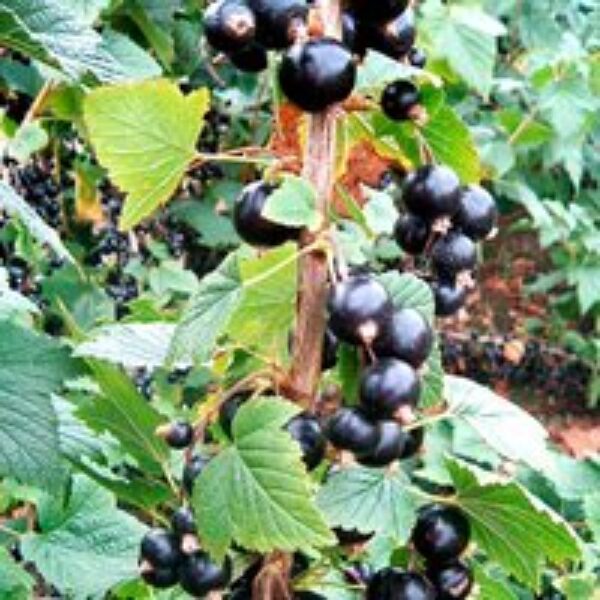 Blackcurrant 'Big Ben'