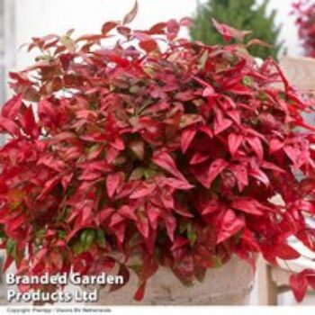 Nandina domestica 'Blush Pink'