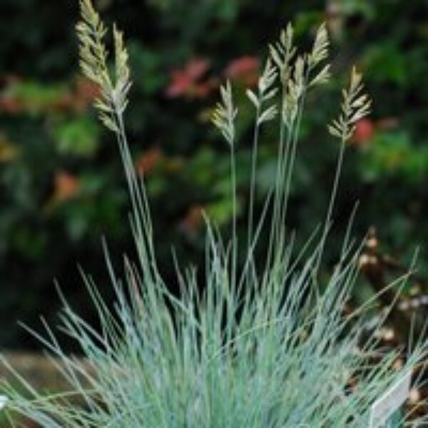 Festuca glauca 'Elijah Blue'