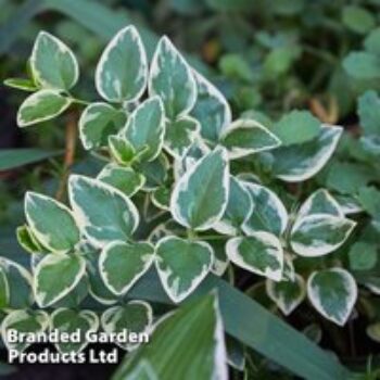 Euonymus fortunei 'Emerald Gaiety'