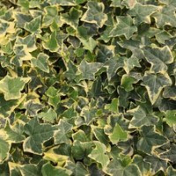 Hedera helix 'Goldchild'