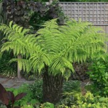 Australian Tree Fern