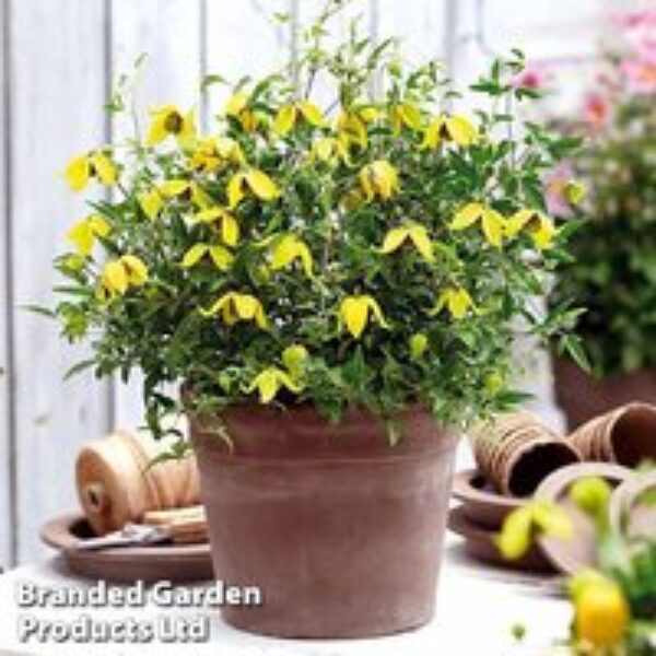 Clematis 'Little Lemons'