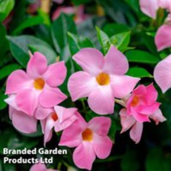 Mandevilla sanderi 'Bloom Bells® Pink'