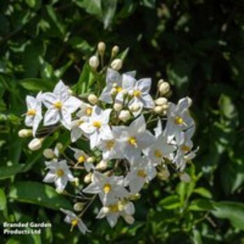 Solanum jasminoides 'Album'