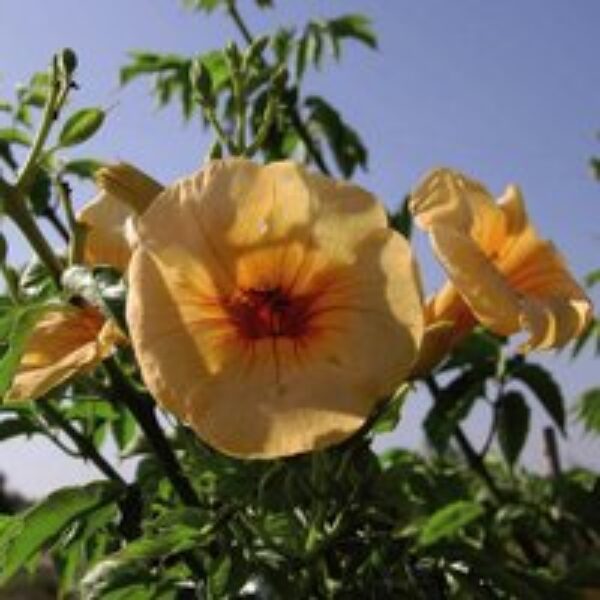 Campsis x tagliabuana 'Yellow Trumpet'