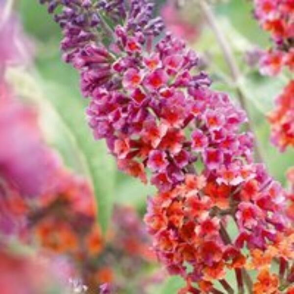 Buddleja 'Flower Power'