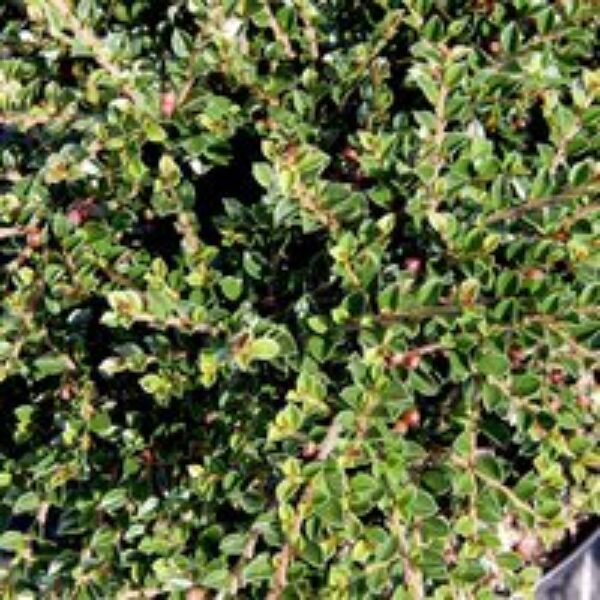 Cotoneaster horizontalis