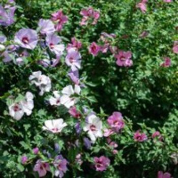 Hibiscus 'Tricolour'