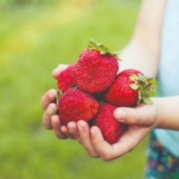 Strawberry 'Sweet Colossus'