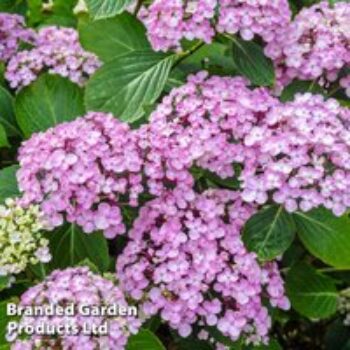 Hydrangea macrophylla 'Ayesha'