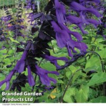 Salvia 'Amistad'