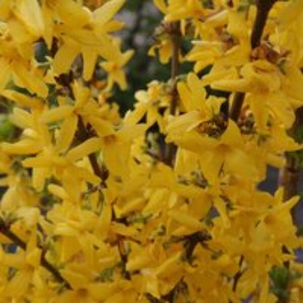 Forsythia x intermedia 'Week-End'