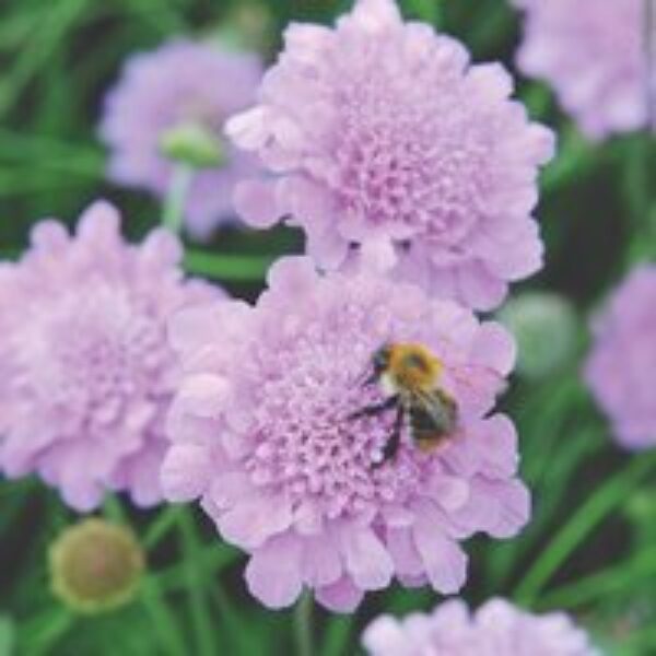 Scabious 'Kudos Pink'