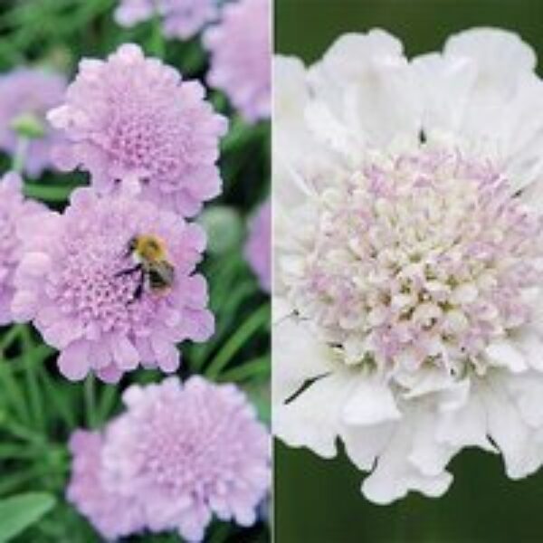 Scabious 'Kudos Collection'