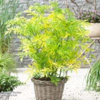 Sambucus nigra 'Golden Tower'