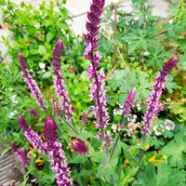 Salvia nemorosa 'Caradonna Pink Inspiration'