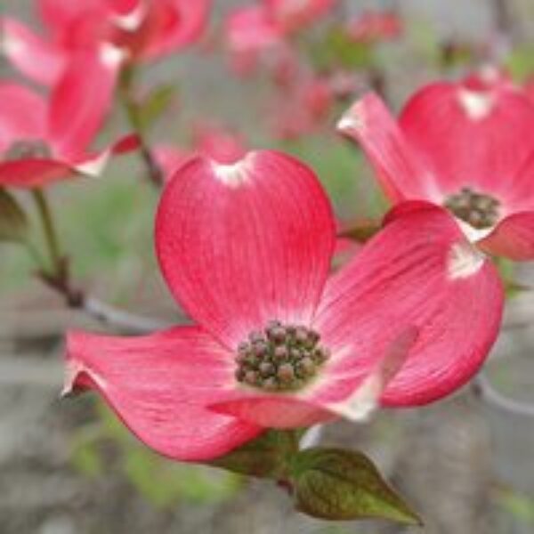 Cornus 'Royal Red'