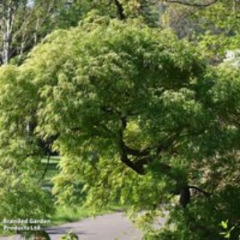 Acer palmatum 'Sango-kaku'