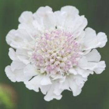 Scabious 'Kudos White'