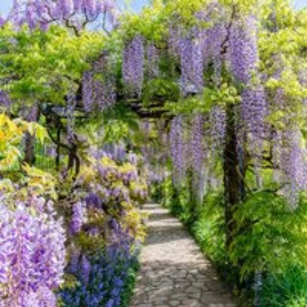 Wisteria sinensis 'Amethyst'