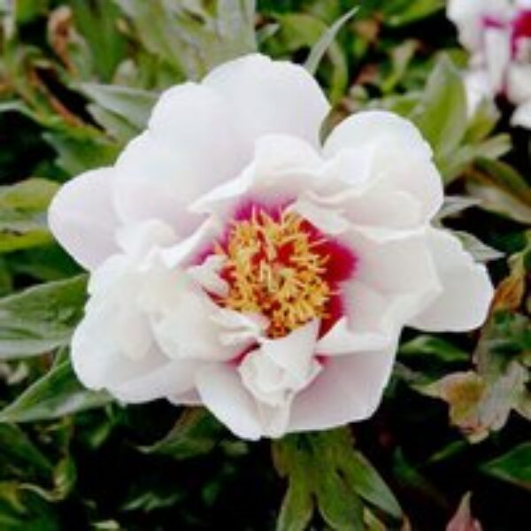 Peony 'Cora Louise'