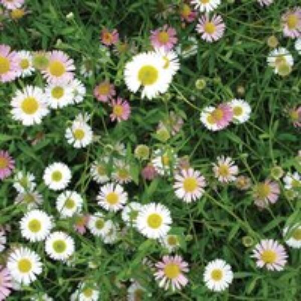 Erigeron 'Stallone'