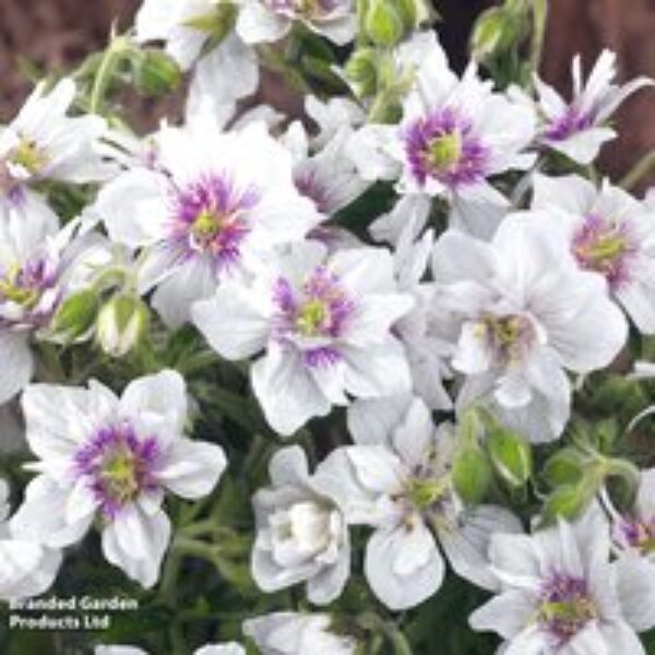 Geranium pratense 'Double Jewel'