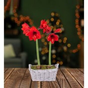 Christmas Amaryllis Basket - Christmas Plants - Amaryllis Plants - Christmas Plant Delivery - Indoor Plants - Indoor Plant Delivery - Free Chocs