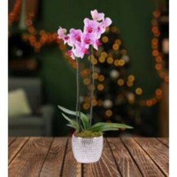 Classic Phalaenopsis Orchid - Orchid Plants - Christmas Plants - Indoor Plants - Indoor Plant Delivery - Houseplants - Free Chocs