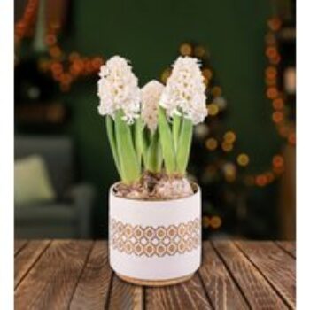 White Christmas Hyacinths - Christmas Indoor Plants - Christmas Indoor Plant Delivery - Christmas Plant Delivery - Free Chocs