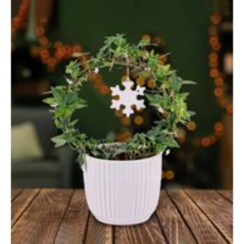 Christmas Ivy Hoop - Christmas Plants - Ivy Plants - Christmas Plant Gifts - Christmas Plant Delivery - Christmas Indoor Plants - Free Chocs