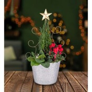 Novelty Tree Outdoor Planter - Christmas Outdoor Plants - Outdoor Plants - Christmas Plant Gifts - Xmas Plants - Free Chocs