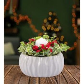 Christmas Candle Centrepiece - Christmas Plants - Indoor Plants - Indoor Plant Delivery - Christmas Plant Delivery - Free Chocs