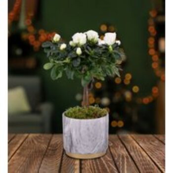 Festive Azalea Tree - Christmas Plants - Christmas Indoor Plants - Christmas Plant Delivery - Xmas Plants - Free Chocs