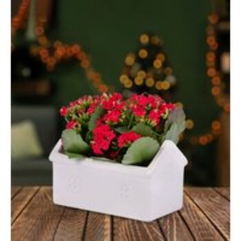 Christmas Kalanchoe House - Christmas Plants - Kalanchoe Plants - Christmas Indoor Plants - Houseplants - Plant Gifts - Free Chocs